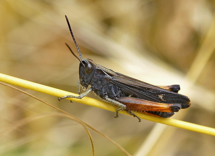 Omocestus rufipes (Acrididae)